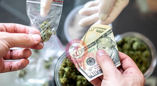 buying cannabis in quebec sqdc online dispensary guide 6 - Buying Cannabis in Quebec: SQDC Online Dispensary Guide