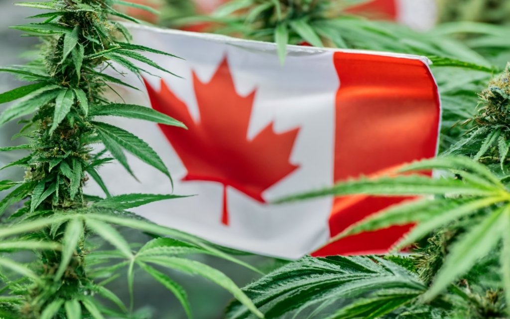 cannabis and the flag of Canada photo2 - TropicExotic Weed Delivery Toronto