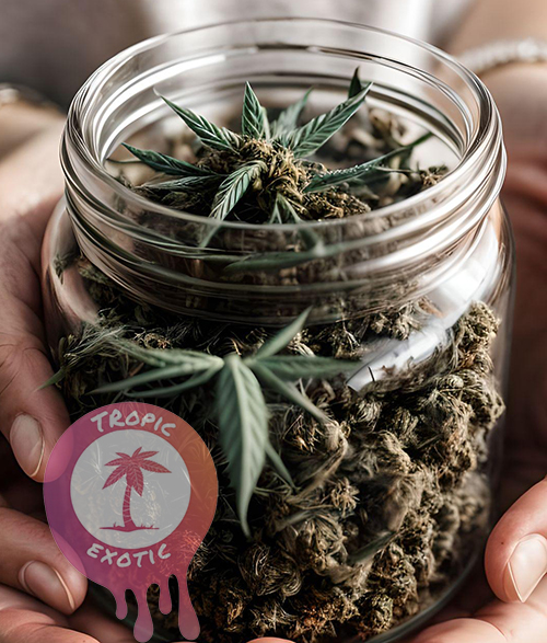 fotor ai 202309160546 3 - Buying Cannabis in Ontario: OCS Online Dispensary Guide