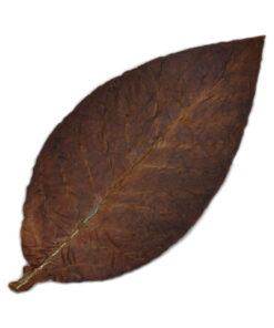 Fronto Leaf