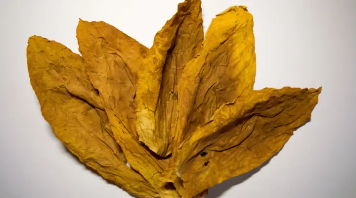 Fronto vs Backwoods