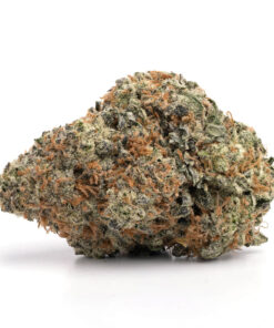 King Dreams – Sativa