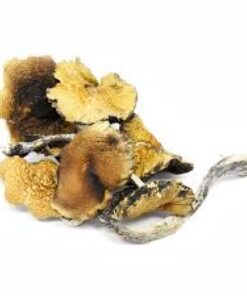 Champignons Psilocybine – AAAA+