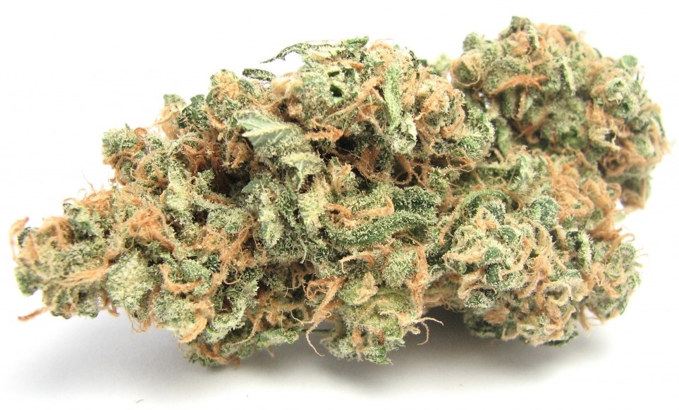 tropicexotic 9 - tropicexotic 9 -