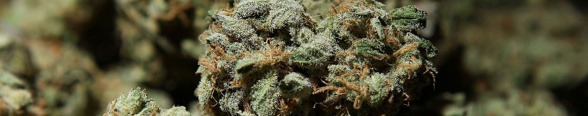 Farmer's Link Weed Delivery Toronto | TropicExotic Cannabis Dispensary Reviews tropicexotic fl - Farmer's Link Weed Delivery Toronto | TropicExotic Cannabis Dispensary Reviews